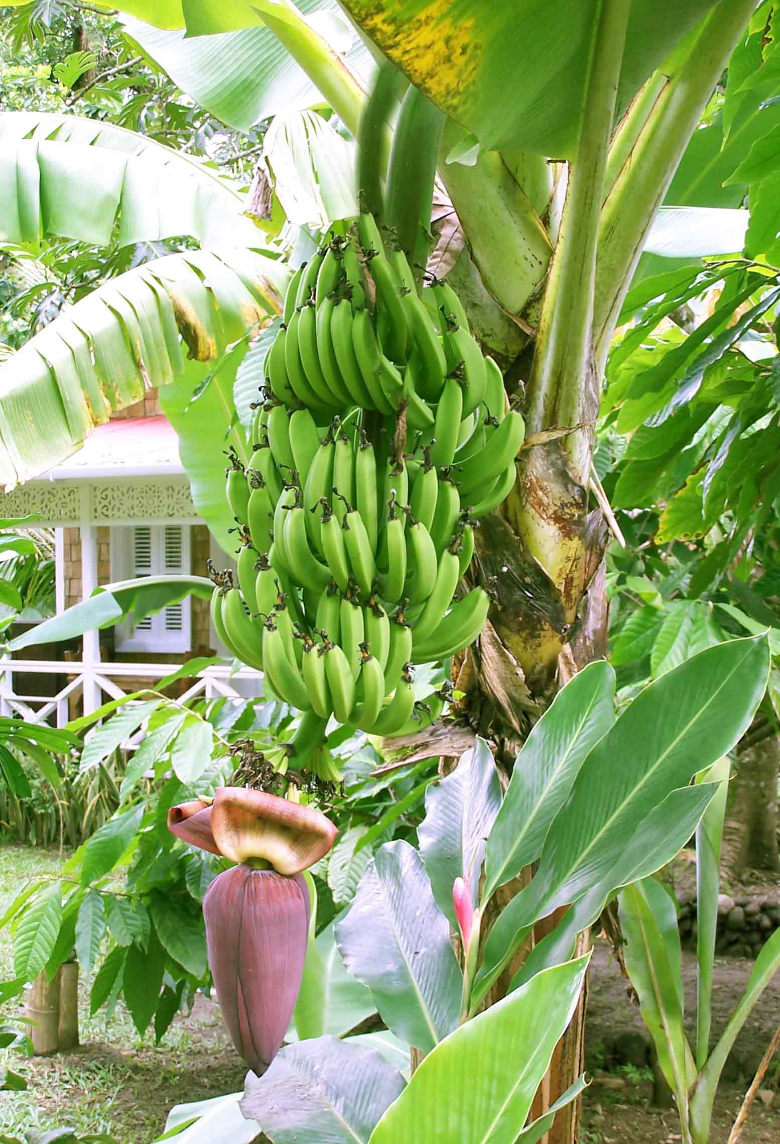 banana tree