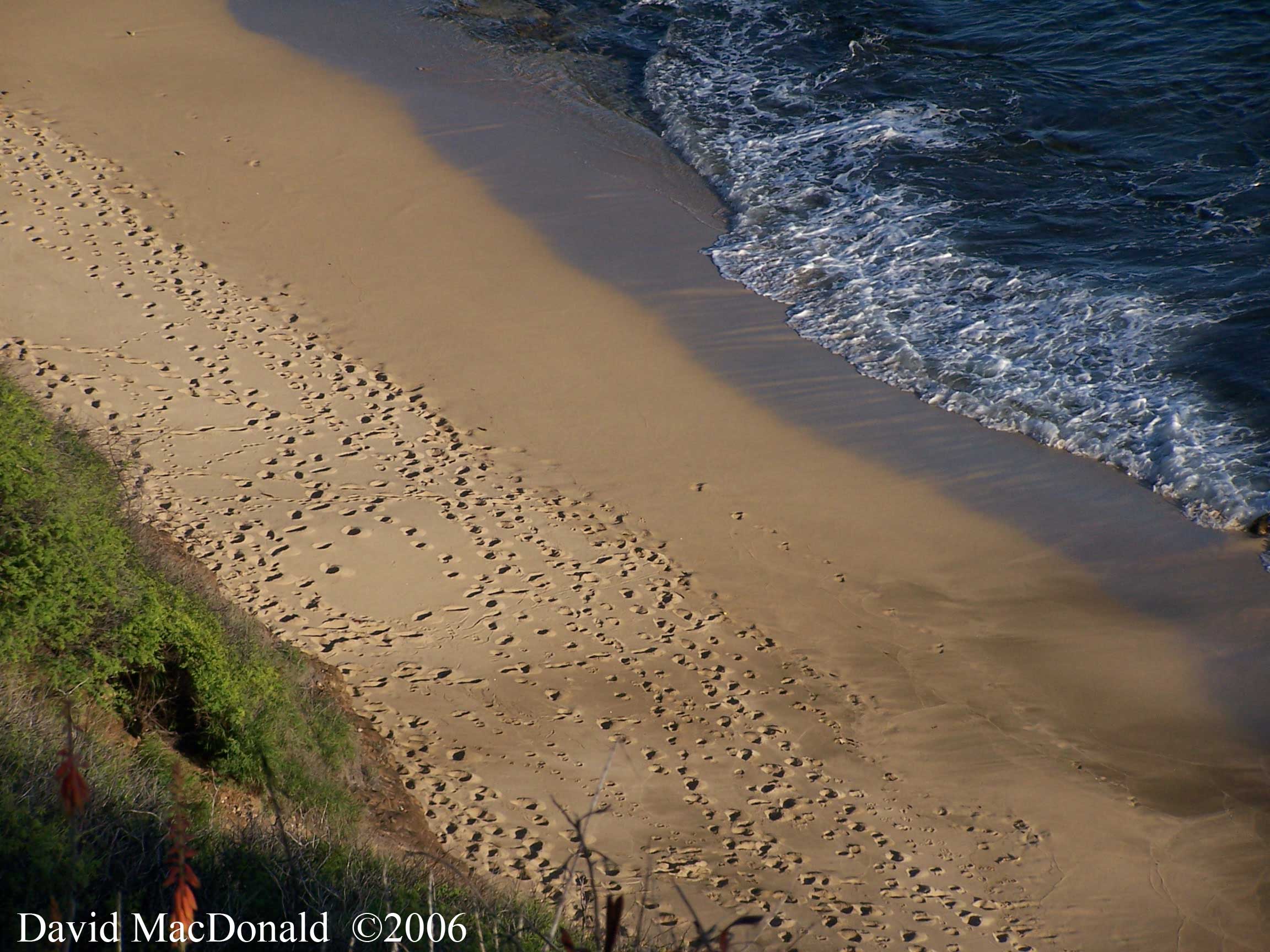 Ocean surf on Hawaiian beach