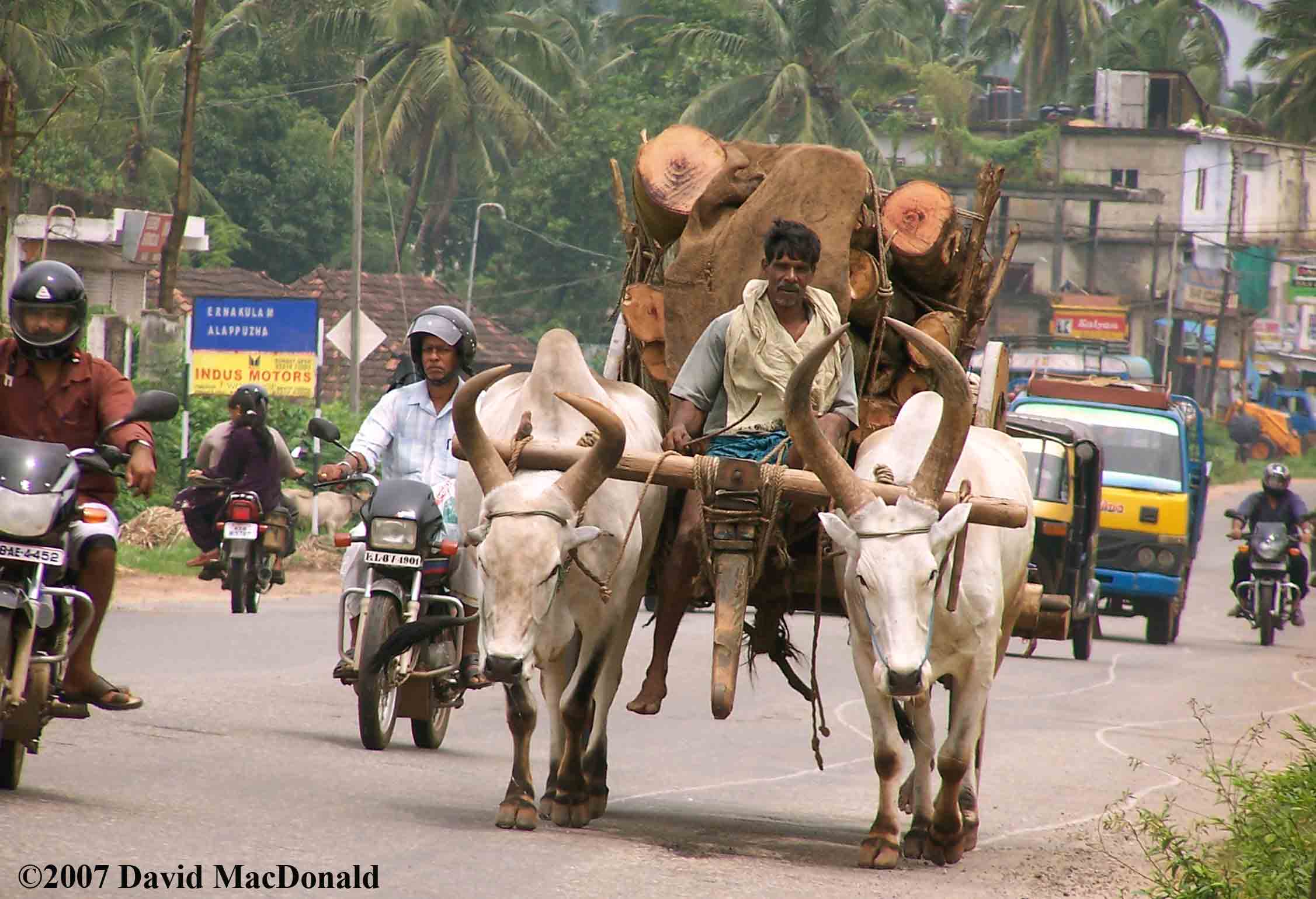 india oxen